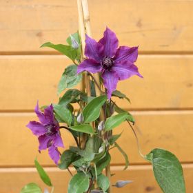 Clematis Guiding Promise 3 Litre